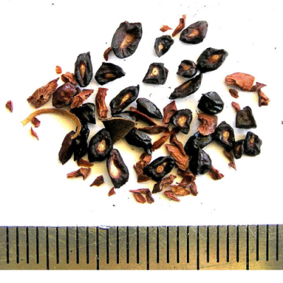 2018-03-07-449-P3071910-Corymbia-Citriodora-seed.-Lemon-Scented-Gum.png