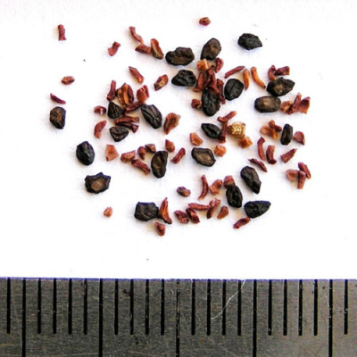 2018-03-08-456-P3081929-Eucalyptus-Fulgens-seed.-Green-Scentbark.png