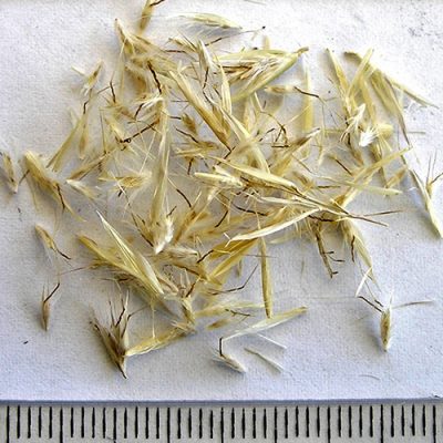 2018-03-09-465-P3081945-Rytidosperma-Fulvum-Copper-Awned-Wallaby-Grass-seed.jpg