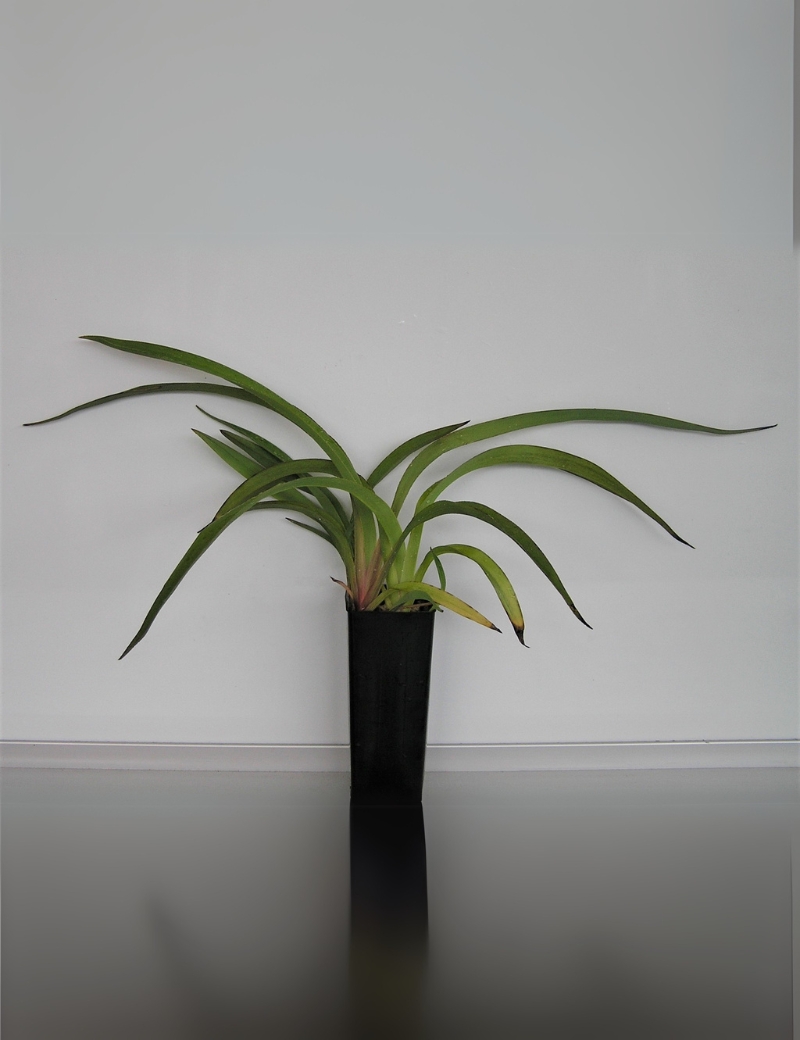 Dianella Tasmanica (tasman Flax Lily) No 12, At 6 Mths