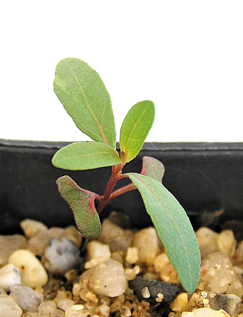 Eucalyptus Fulgens (green Scent Bark) No 17, At Germination