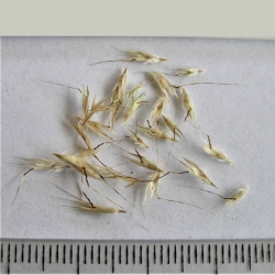 2019-03-15-539-P3152310-Rytidosperma-Caespitosum-Common-Wallaby-Grass-seed-No.-20.jpg