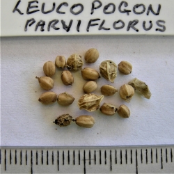 2019-03-15-542-P3152324-Leucopogon-Parviflorus-Coast-Beard-Heath-seed-No.15.jpg