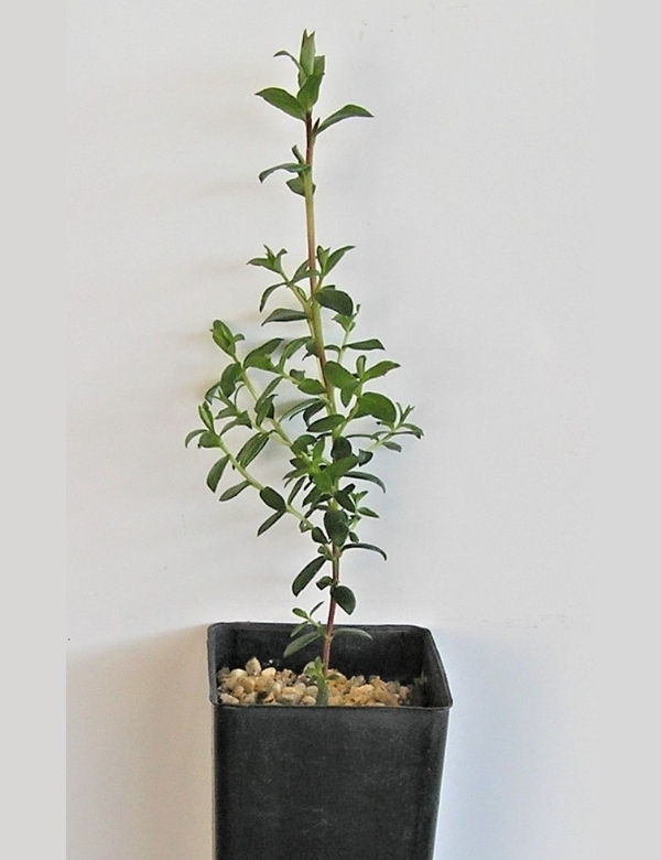 Leptospermum Lanigerum (woolly Tea Tree) No. 14 At 2 Mths