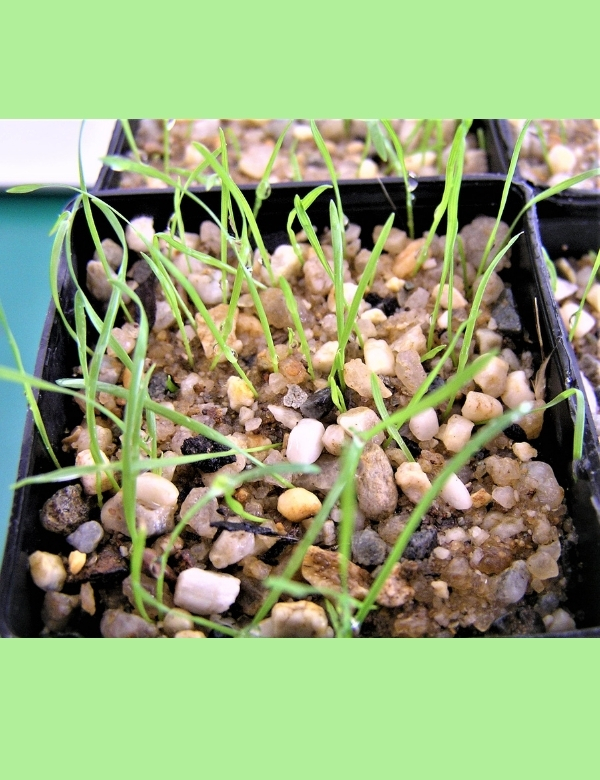 Rytidosperma Caespitosum (common Wallaby Grass), No 20, At Germination, 16 Days After Sowing
