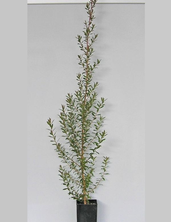 Leptospermum Lanigerum (woolly Tea Tree) No 14, At 4 Mths