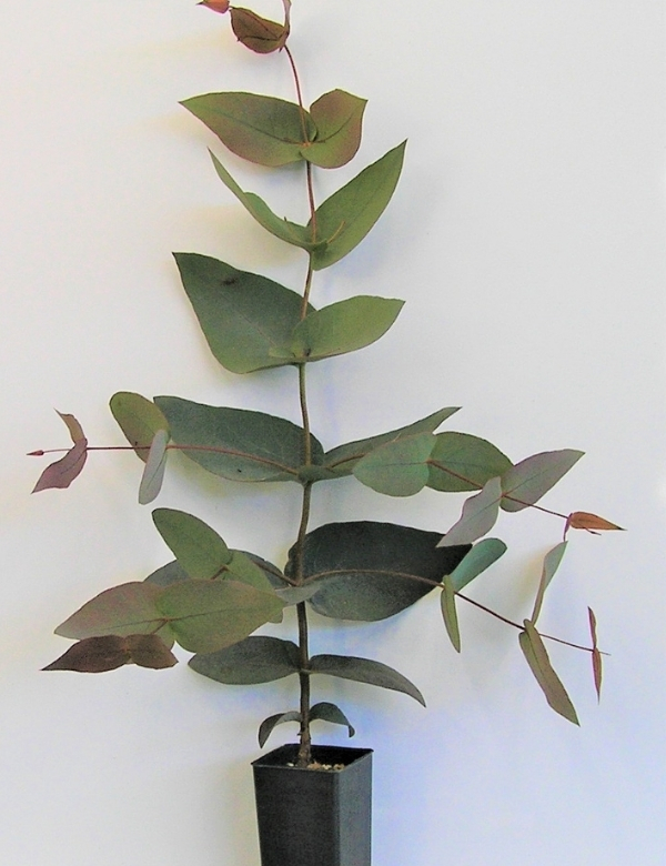 Eucalyptus Dives (broad Leaf Peppermint) No.9, At 6 Mths