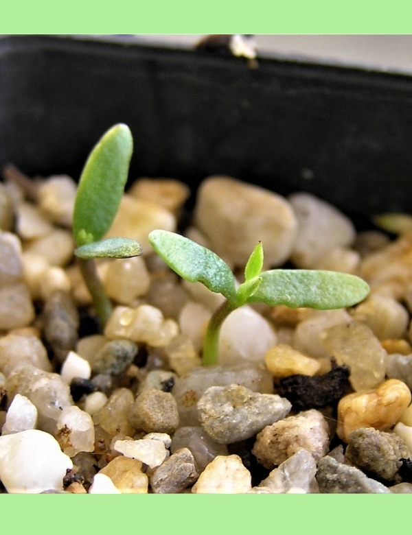 Acacia Paradoxa (hedge Wattle) No 2, At Germination, 29 Days After Sowing (2)