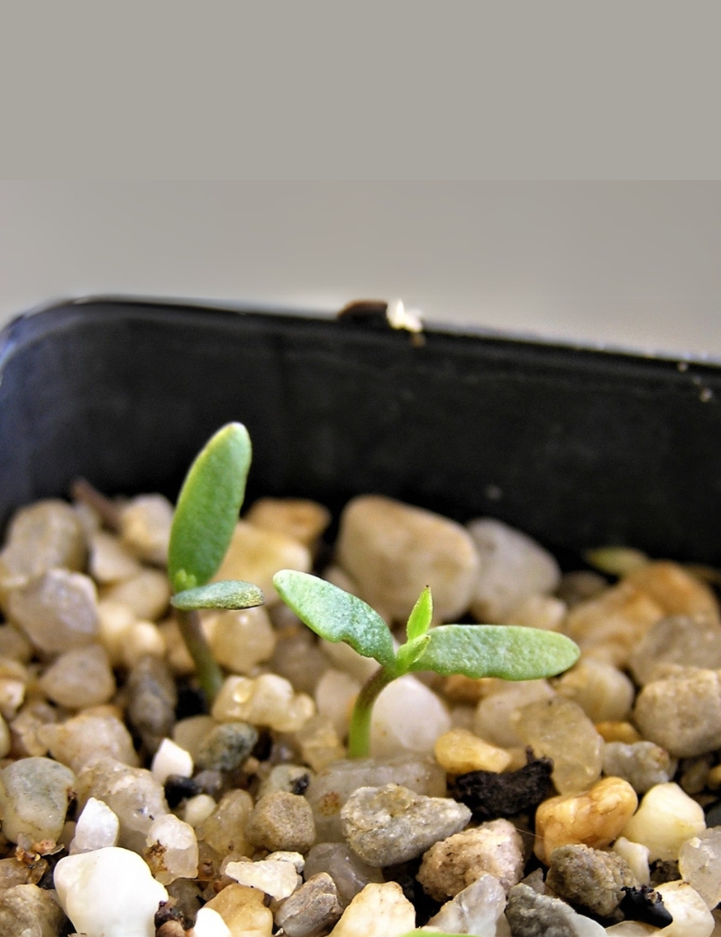 Pultenea Daphnoides (large Leaf Bush Pea) No 19, At Germination, 37 Days After Sowing