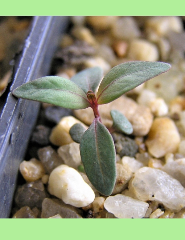 Eucalyptus Melliodora (yellow Box) No. 10, At Germination, 43 Days After Sowing
