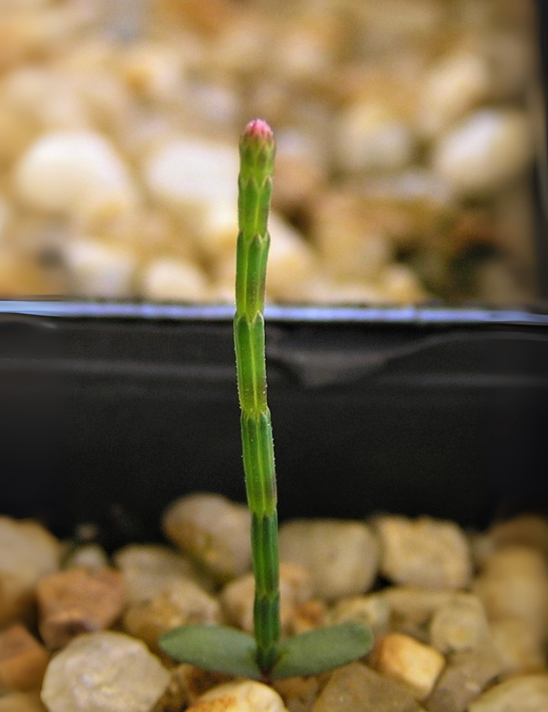 Allocasuarina Luehmannii (buloke) No 3, At Germination, 64 Days After Sowing