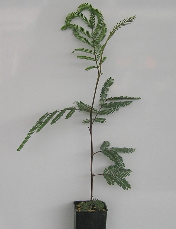Acacia Dealbata (silver Wattle) No.1, At 2 Mths