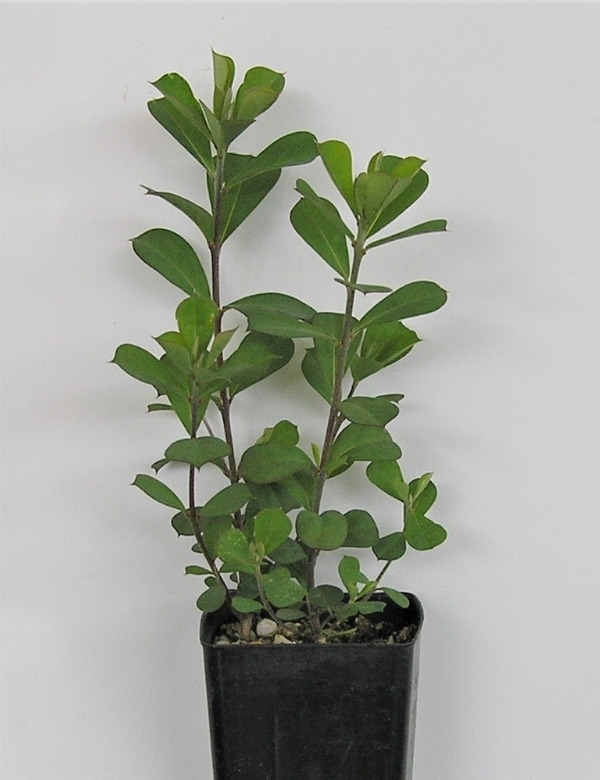 Pultenea Daphnoides (large Leaf Bush Pea) No.19, At 2 Mths