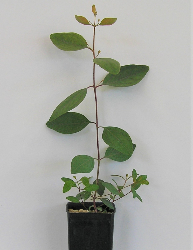 Eucalyptus Melliodora (yellow Box) No. 10 At 2 Mths