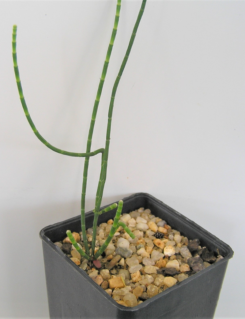 Allocasuarina Luehmannii (buloke) No 3, At 2 Mths