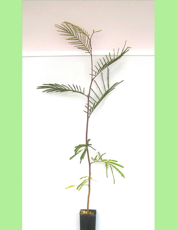 Acacia Dealbata (silver Wattle) No 1, At 4 Mths