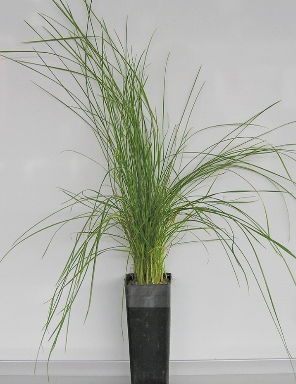 Poa Labillardieri (common Tussock Grass) No.13a At 2 Mths