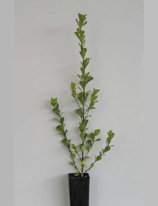 Pultenea Daphnoides (large Leaf Bush Pea) No.19, At 4 Mths