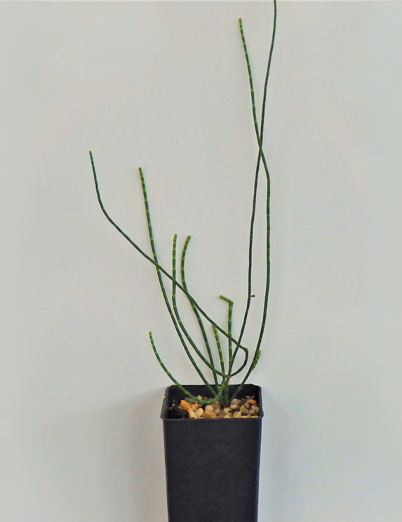 Allocasuarina Luehmannii (buloke) No 3, At 4 Mths