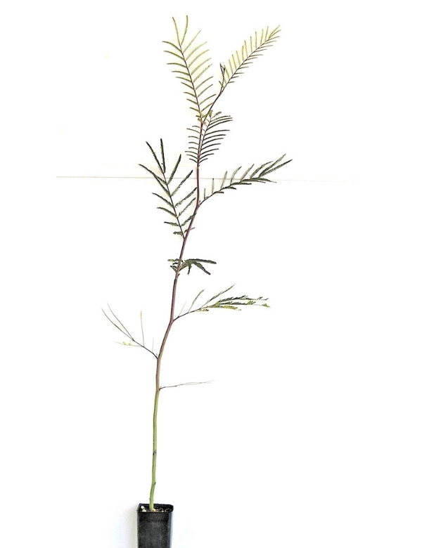 Acacia Dealbata (silver Wattle) No1, At 6 Months