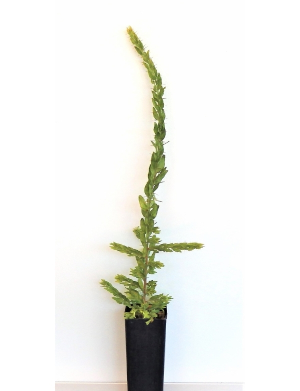 Acacia Paradoxa (hedge Wattle) No 2, At 6 Months