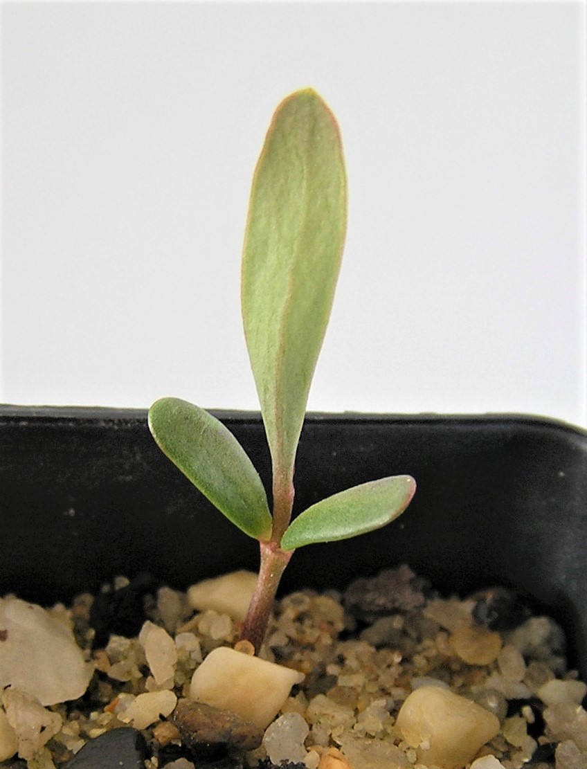 Daviesia Leptophylla (Narrow Leaf Bitter Pea) at germination, 71 days after sowing