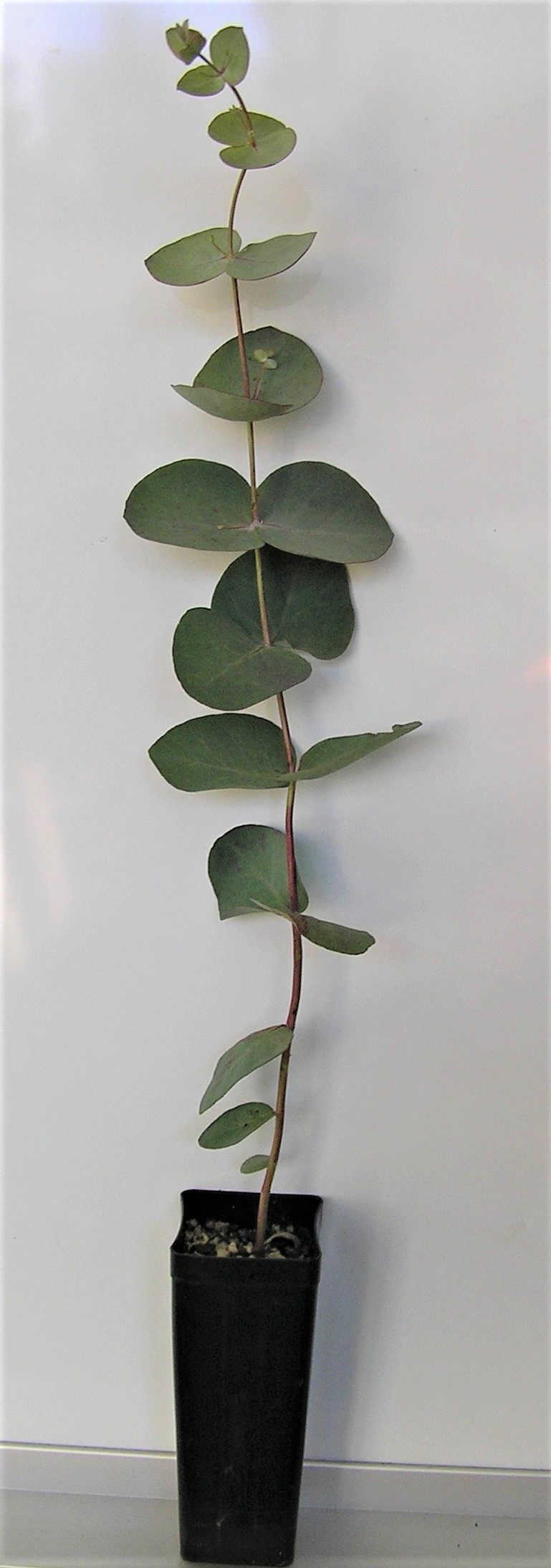 Eucalyptus Rubida (Candlebark) at 4 months