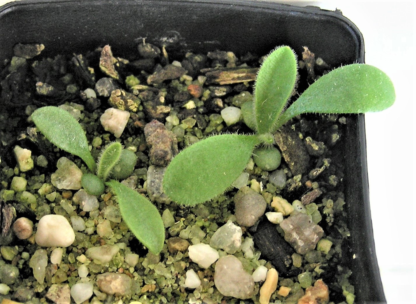 Craspedia Variabilis (Billy Buttons) at germination