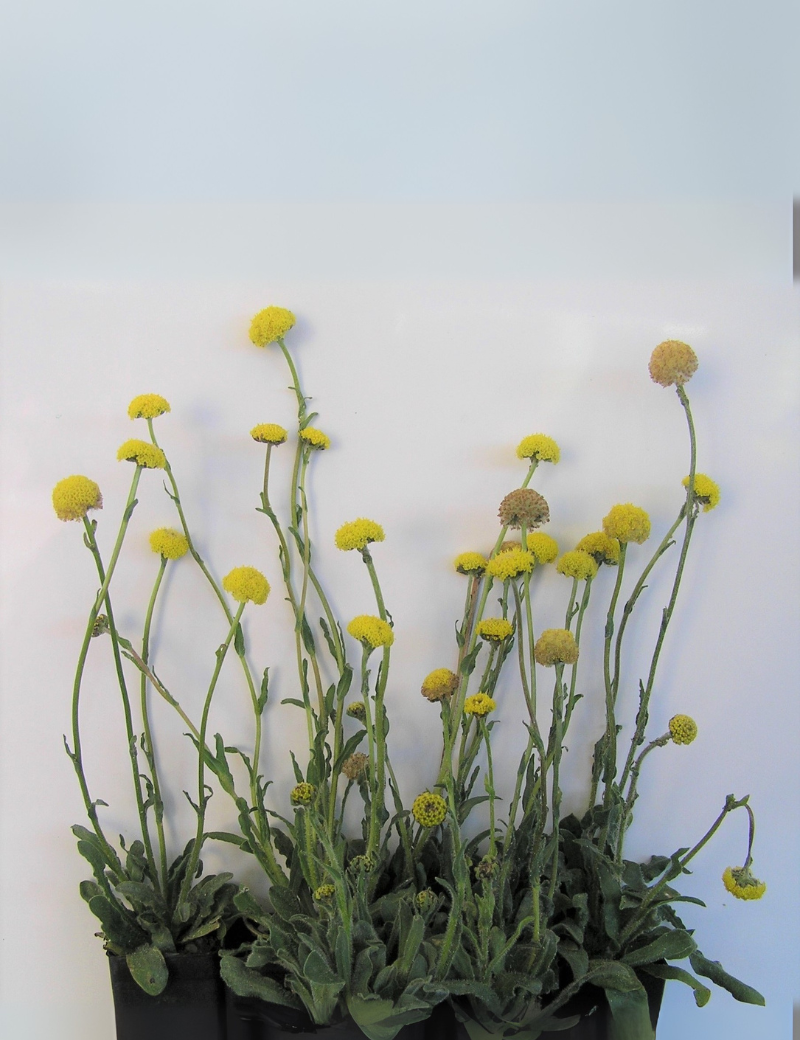 Billy Buttons In Flower 25 Days After The 2 Mth Photo