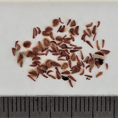 2022-01-01-654-P1010706-Leptospermum-Laevigatum-Coastal-Tea-Tree-seed.jpg
