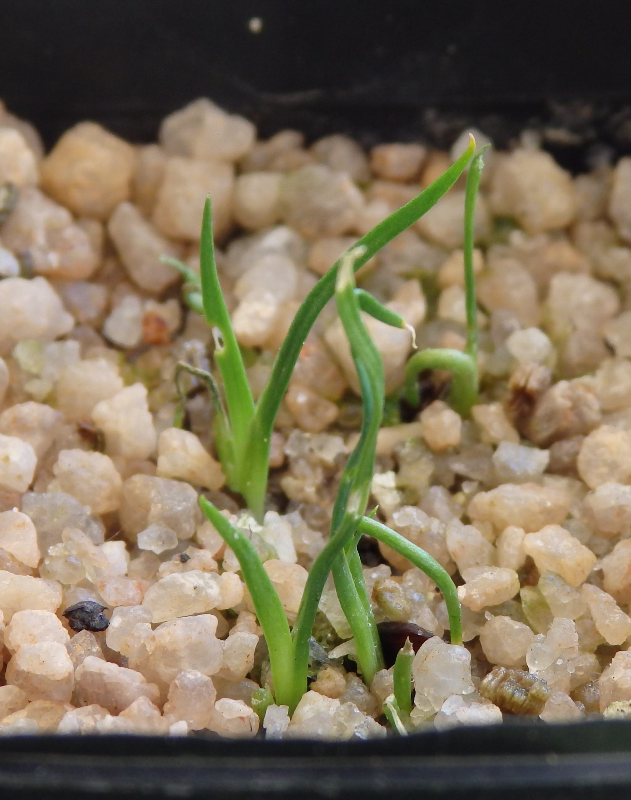 Diplarrena Moraea (Butterfly Flag) at germination, 82 days after sowing.