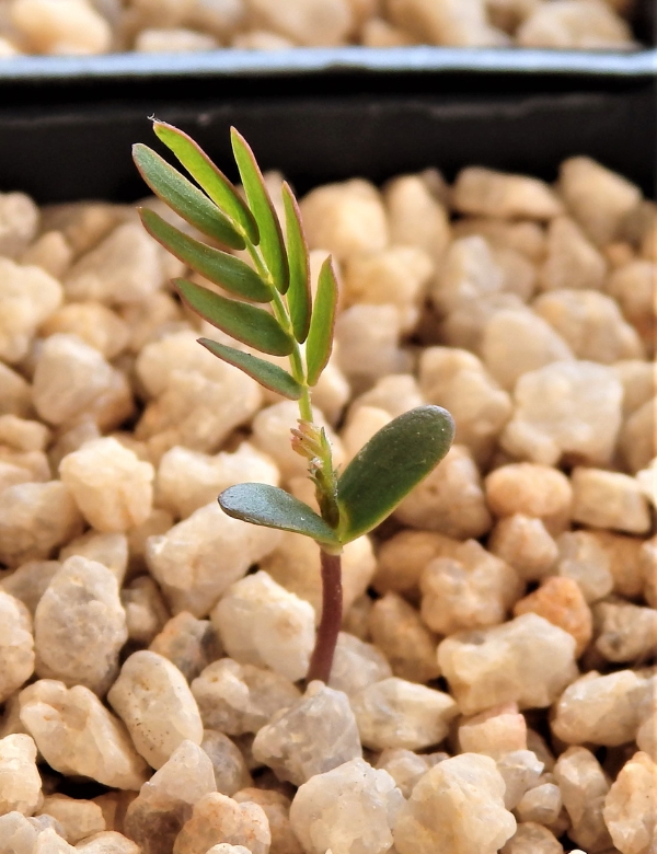Acacia Rubida (red Stem Wattle) At Germination, 70 Days After Sowing.