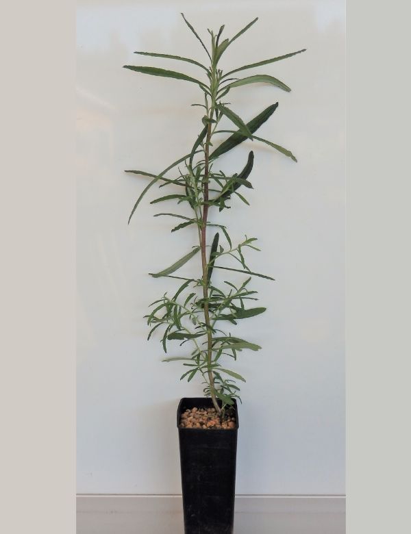 Ozothamnus Ferrugineus (tree Everlasting) At 2 Months.