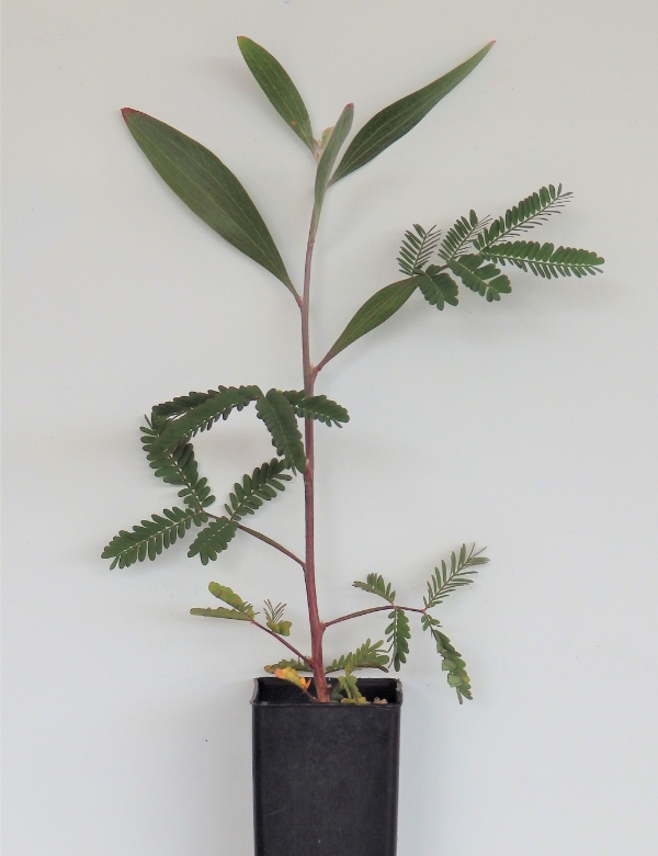 Acacia Melanoxylon (blackwood) At 4 Months.