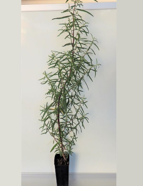 Ozothamnus Ferrugineus (tree Everlasting) At 4 Months.