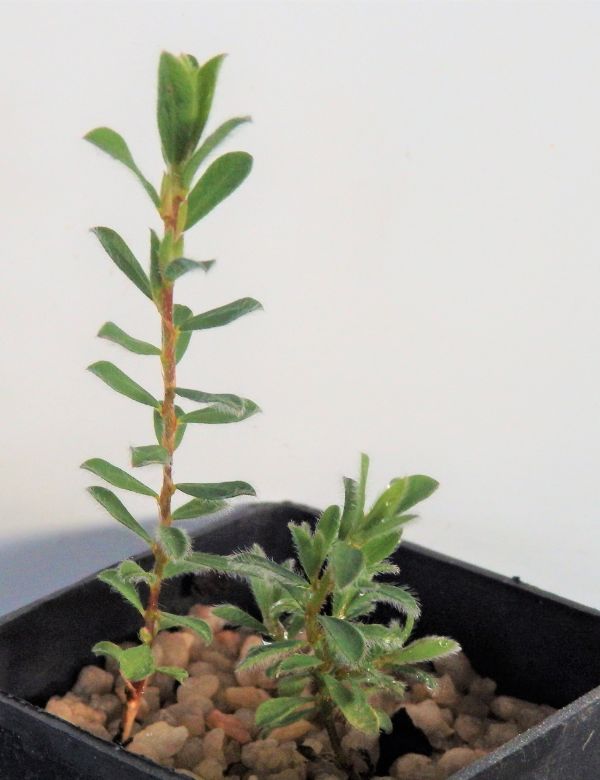 Pultenaea Pendunculata (matted Bush Pea) At 4 Months .... A Very Slow Grower.