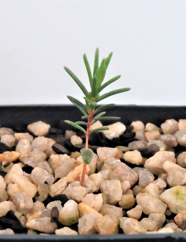 Calytrix Tetragona (common Fringe Myrtle) At 2 Months ...very Slow Grower).