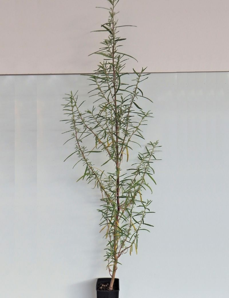Ozothamnus Ferrugineus (tree Everlasting) At 6 Months