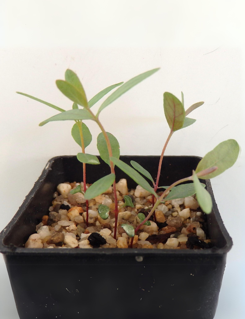 Eucalyptus Viminalis (manna Gum) At Germination, 41 Days After Sowing.