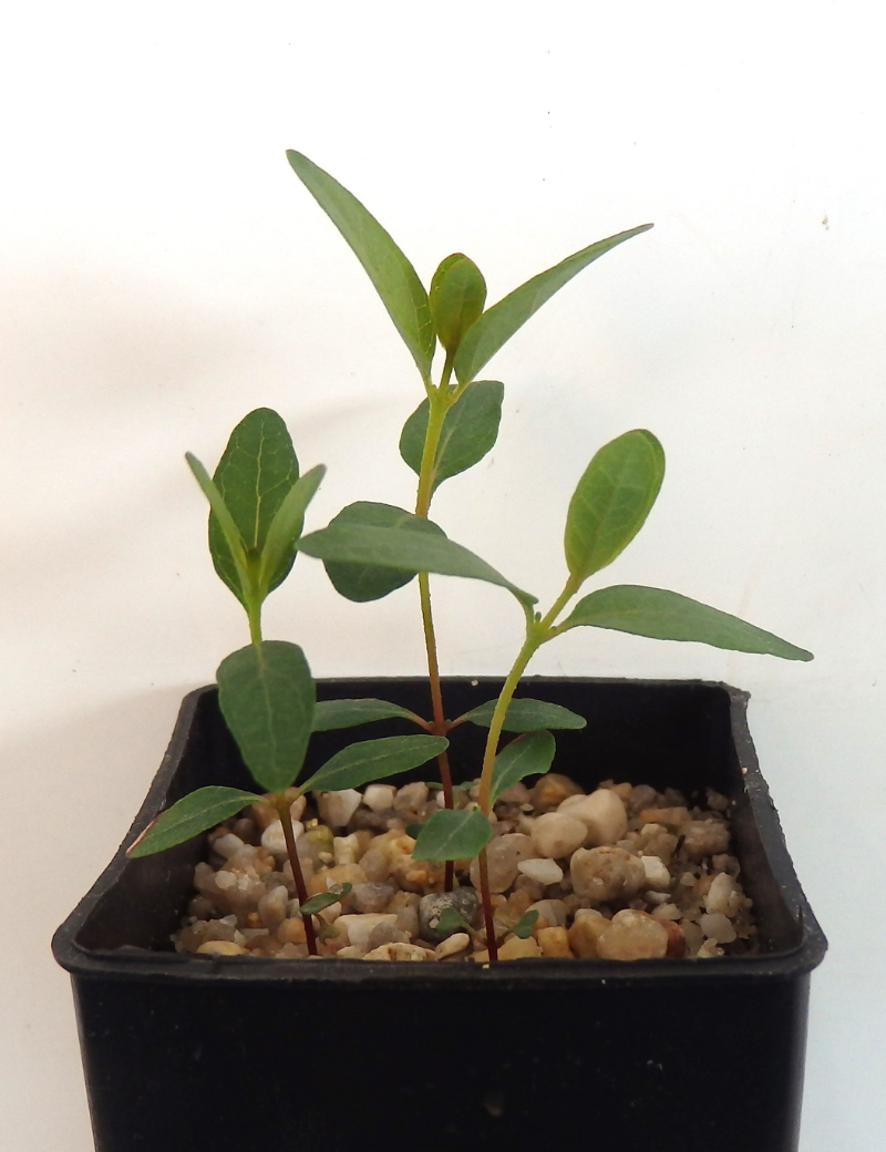 Eucalyptus Ovata (swamp Gum) At Germination, 42 Days After Sowing.