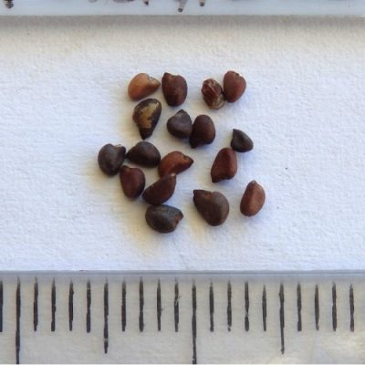 2024-12-31-820-PC311256-Gynatrix-pulchella-Hemp-Bush-seed.jpg