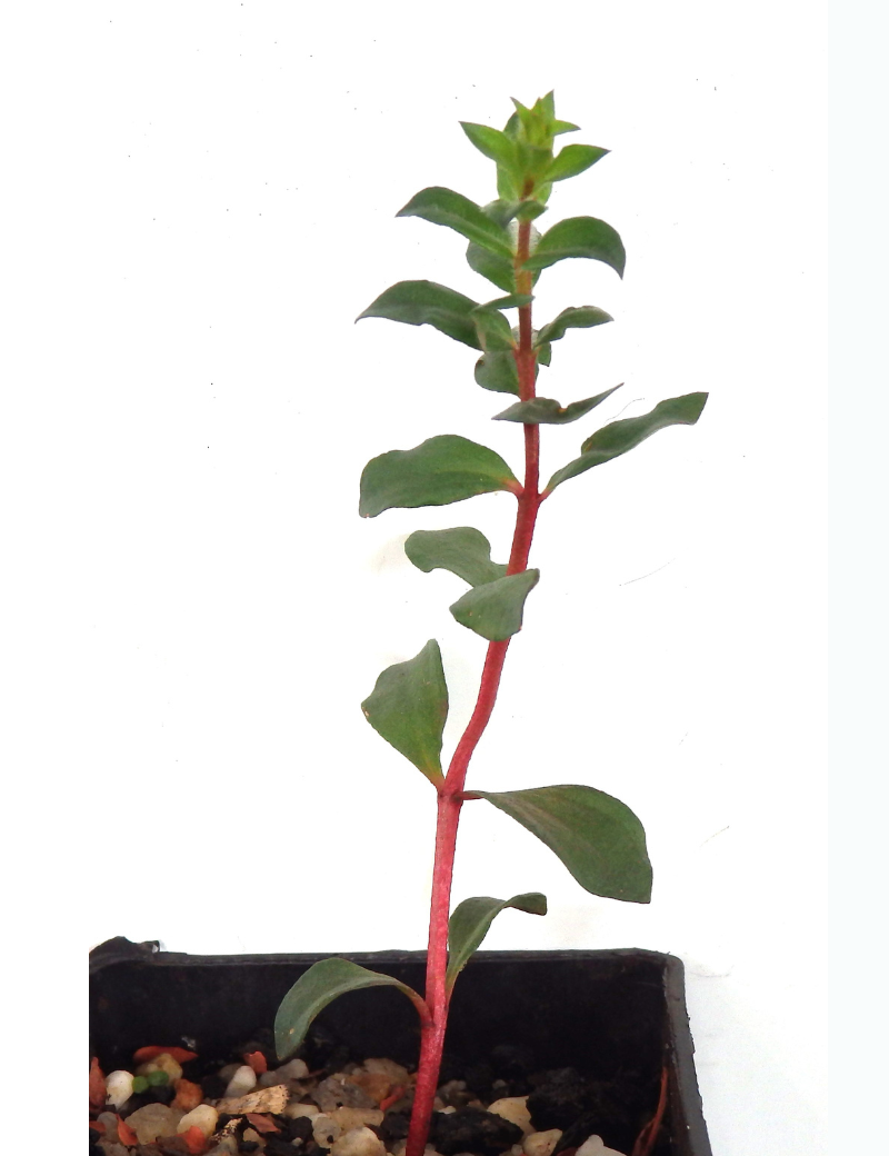 Melaleuca Squarrosa (scented Paperbark) At 2 Months.