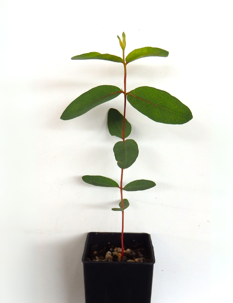 Eucalyptus Viminalis (manna Gum) At 2 Months.