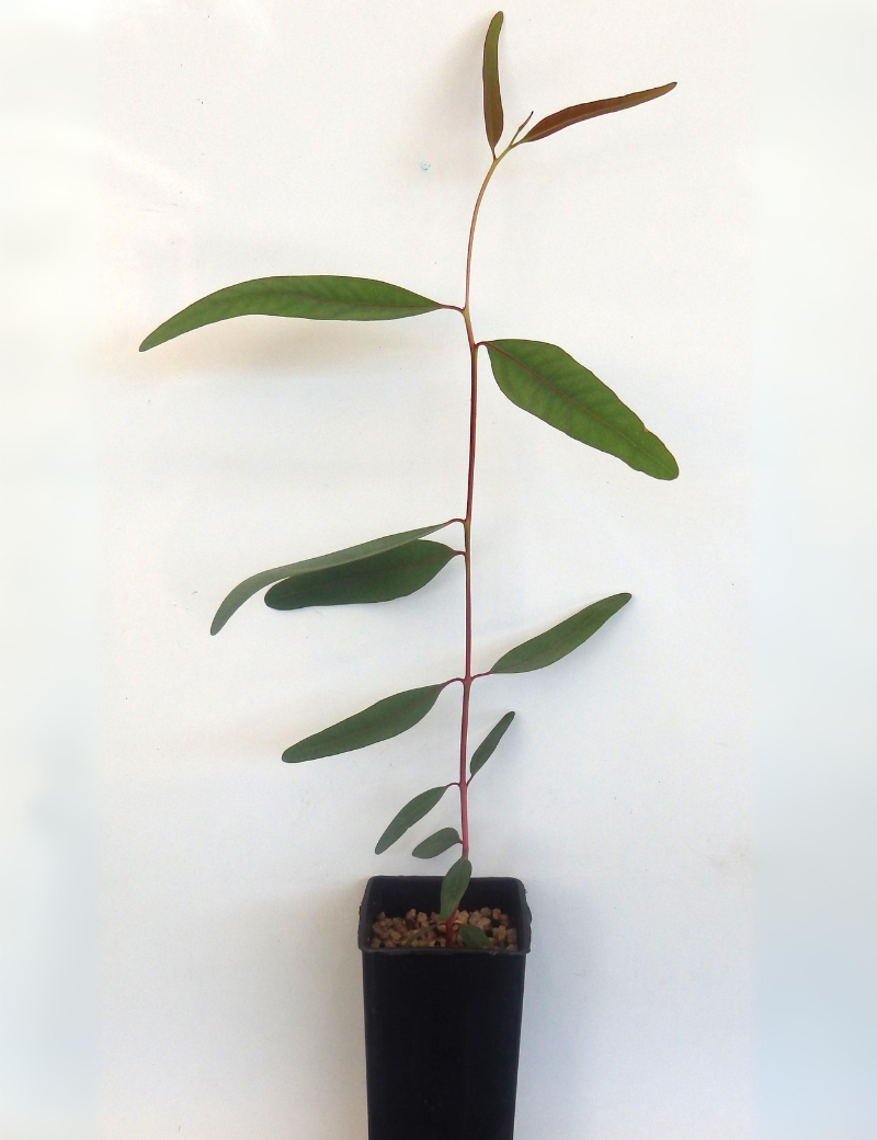 Eucalyptus Camaldulensis (river Red Gum) At 2 Months.