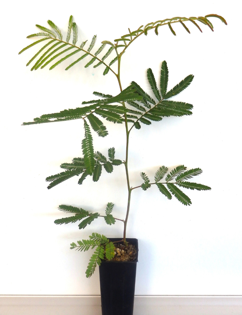 Acacia Mearnsii (black Wattle) At 2 Months.
