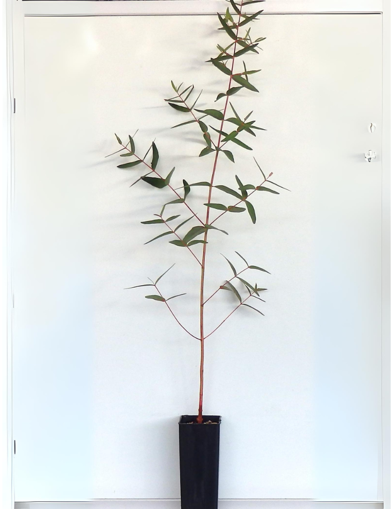 Eucalyptus Viminalis (manna Gum) At 6 Months.