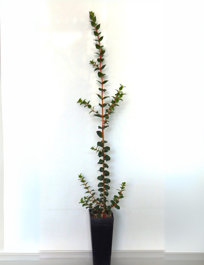 Melaleuca Squarrosa (scented Paperbark) At 6 Months.