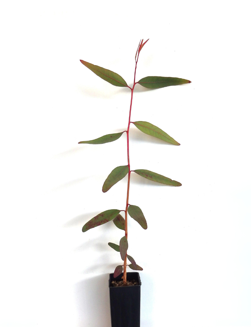 Eucalyptus Camaludensis (river Red Gum) At 6 Months.