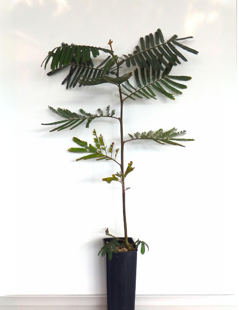 Acacia Mearnsii (black Wattle) At 6 Months.