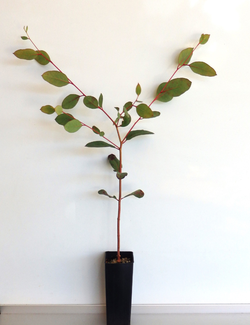 Eucalyptus Ovata (swamp Gum) At 6 Months.